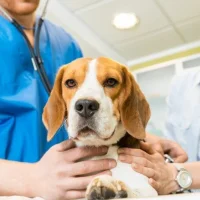 Ветеринарная клиника Ковчег Фото 2 на проекте VetSpravka.ru Ветеринарная клиника Ковчег Фото 2 на проекте VetSpravka.ru