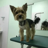 Груминг-салон AlfaDogs Фото 2 на проекте Penza.vetspravka.ru Груминг-салон AlfaDogs Фото 2 на проекте Penza.vetspravka.ru