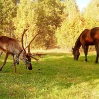 Питомник ездовых собак Святозар на проекте Penza.vetspravka.ru Питомник ездовых собак Святозар на проекте Penza.vetspravka.ru